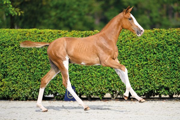 Zangersheide Quality Auction - Saturday Foals - Explore the